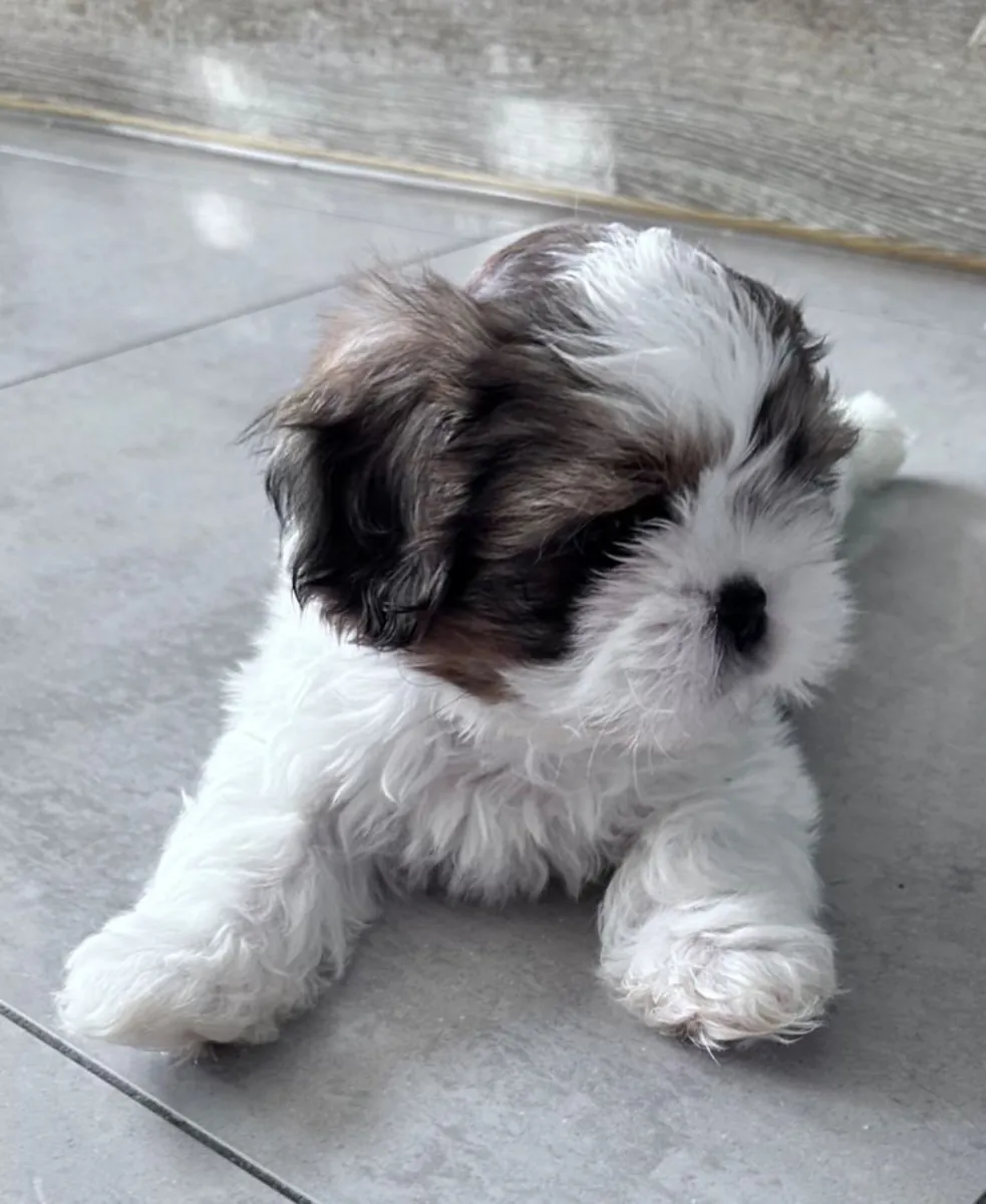 准备立即交付的西施犬幼犬