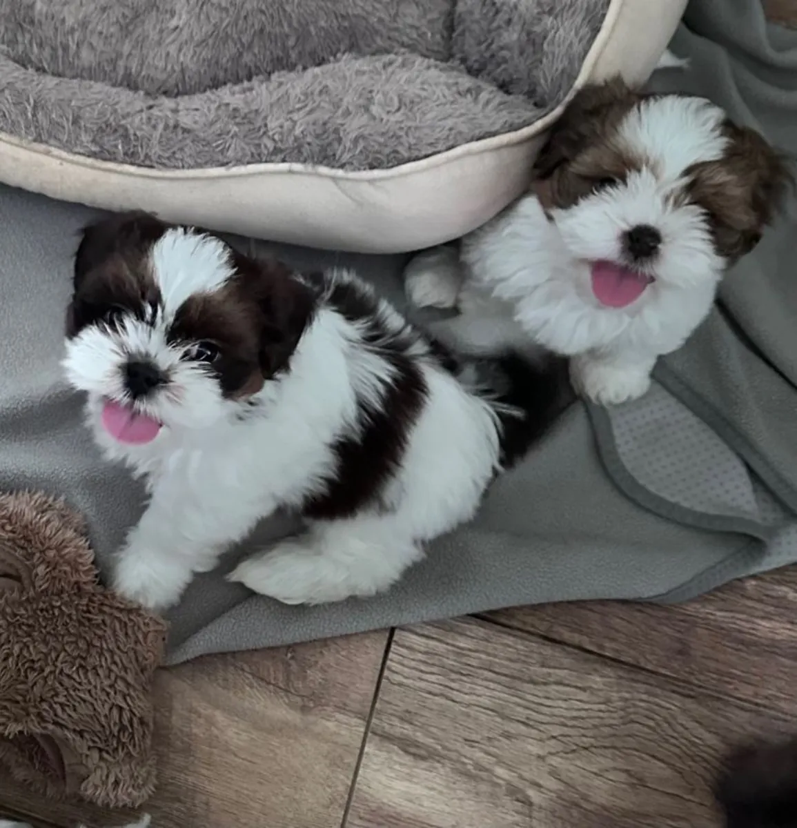 准备立即交付的西施犬幼犬