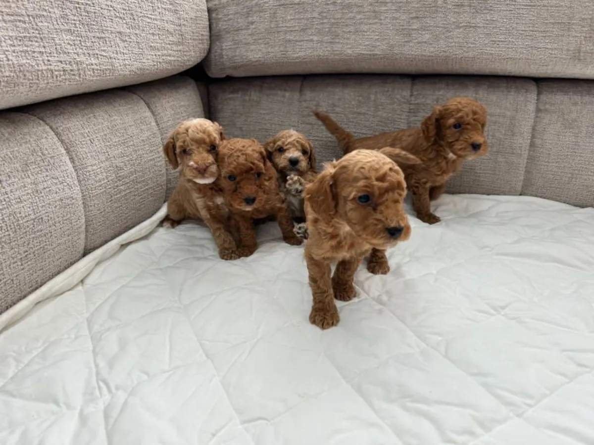 ...Caniches (Poodles) de raza pura 