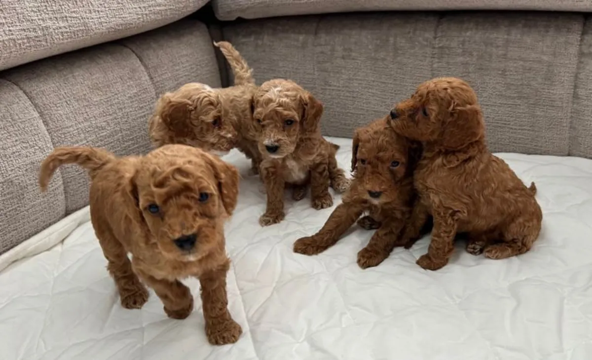 ...Caniches (Poodles) de raza pura 