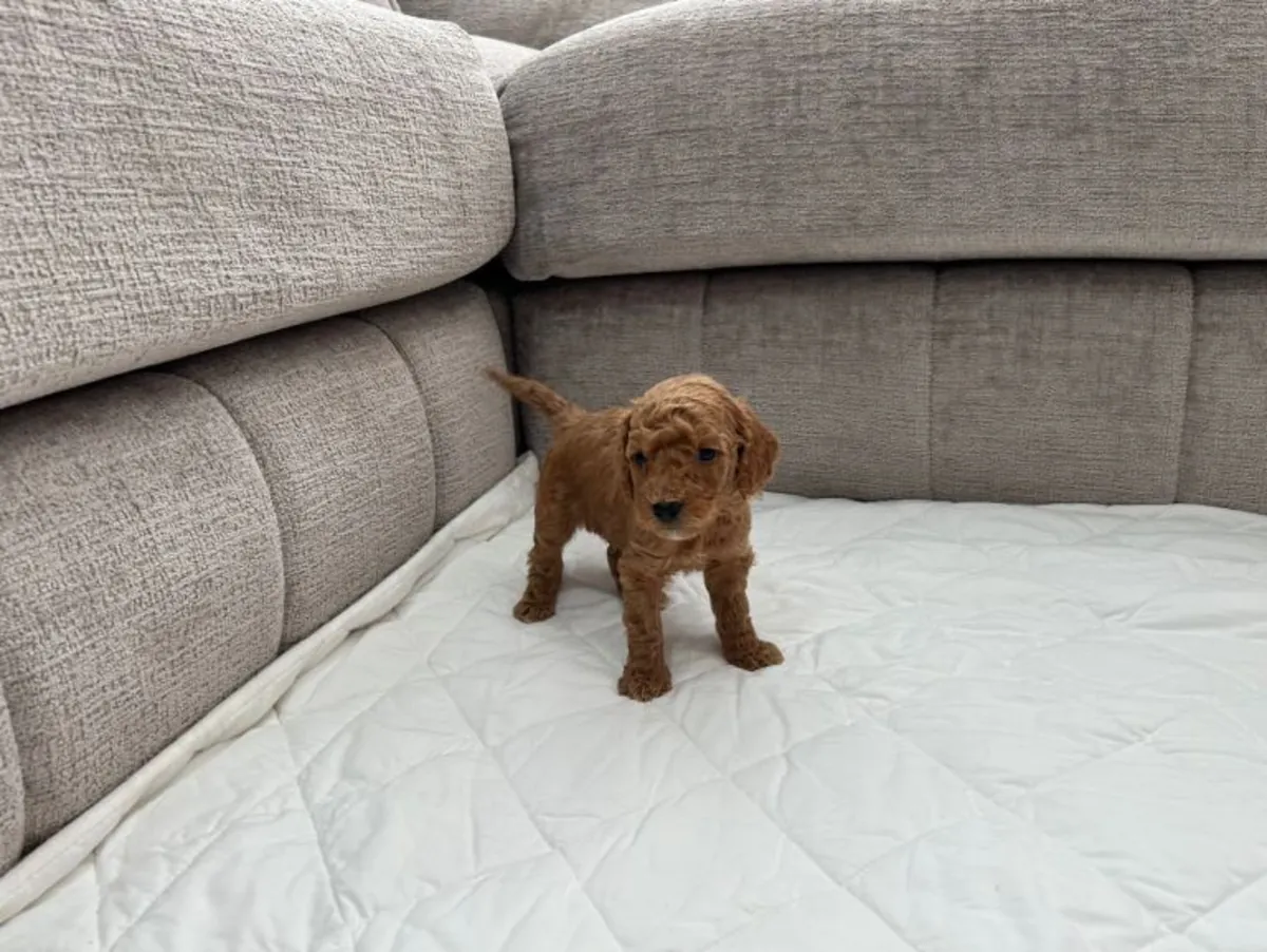 ...Caniches (Poodles) de raza pura 