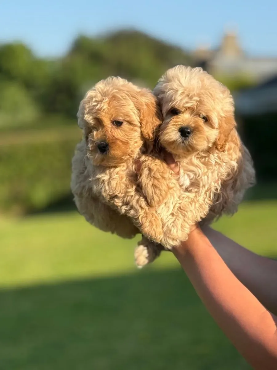 Camada espectacular de cachorros Cavapoo