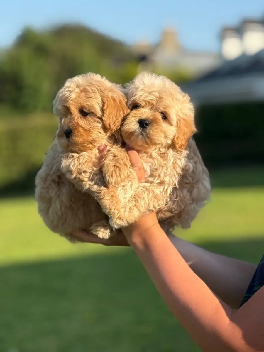 Camada espectacular de cachorros Cavapoo