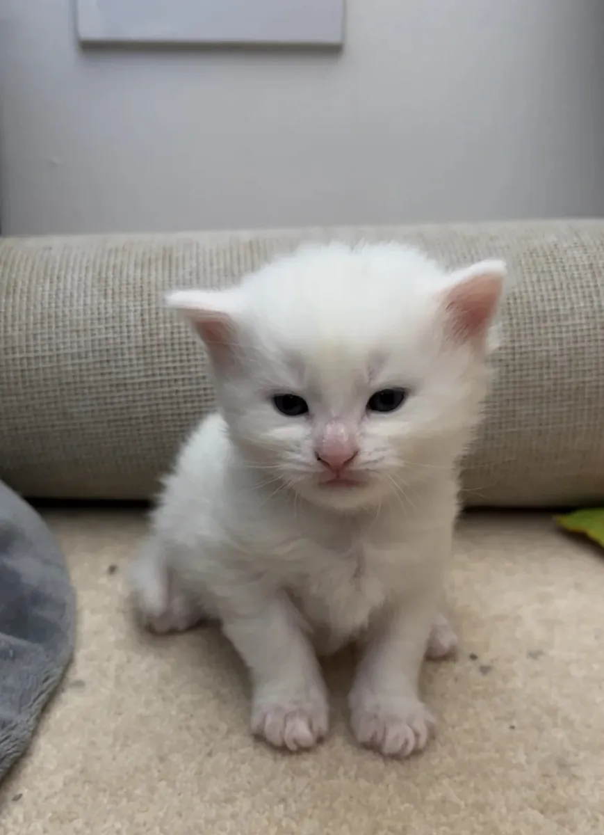 Turkish Angora Kittens