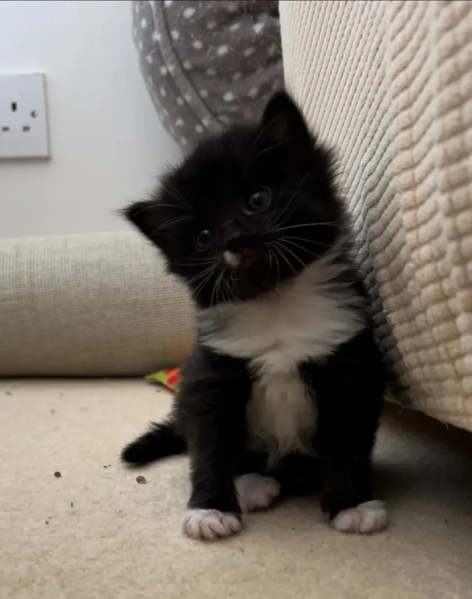 Turkish Angora Kittens