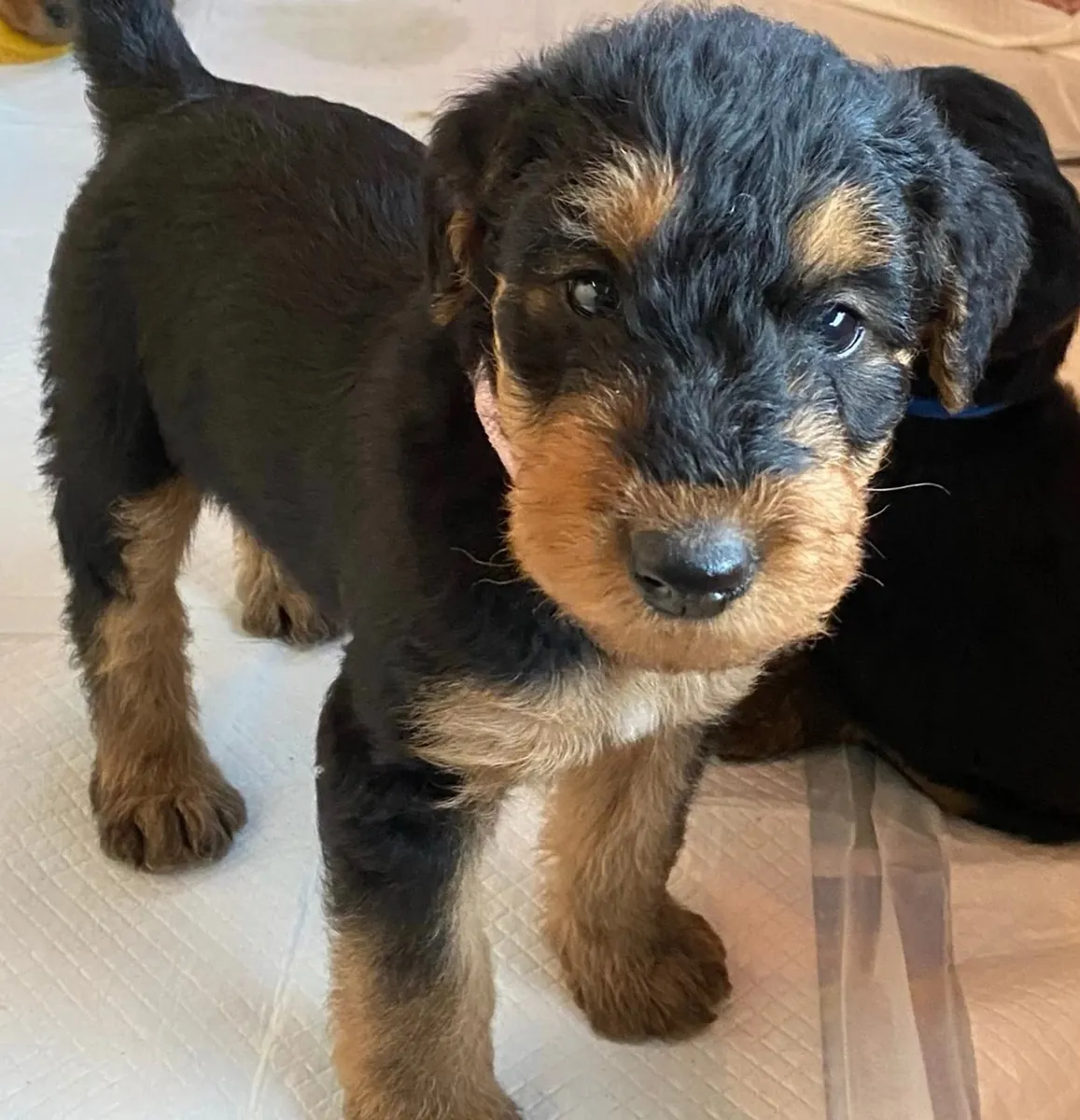Adorable Airedale Terrier Puppies