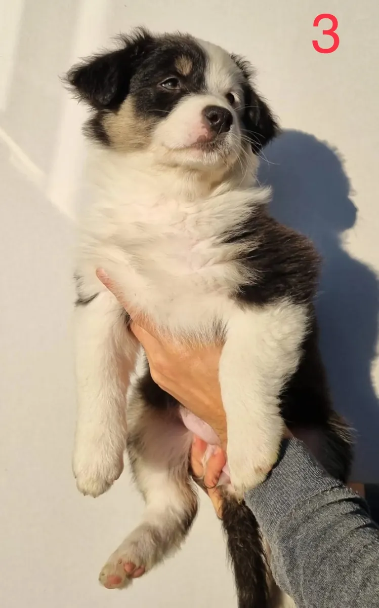 Chiots Berger Australien