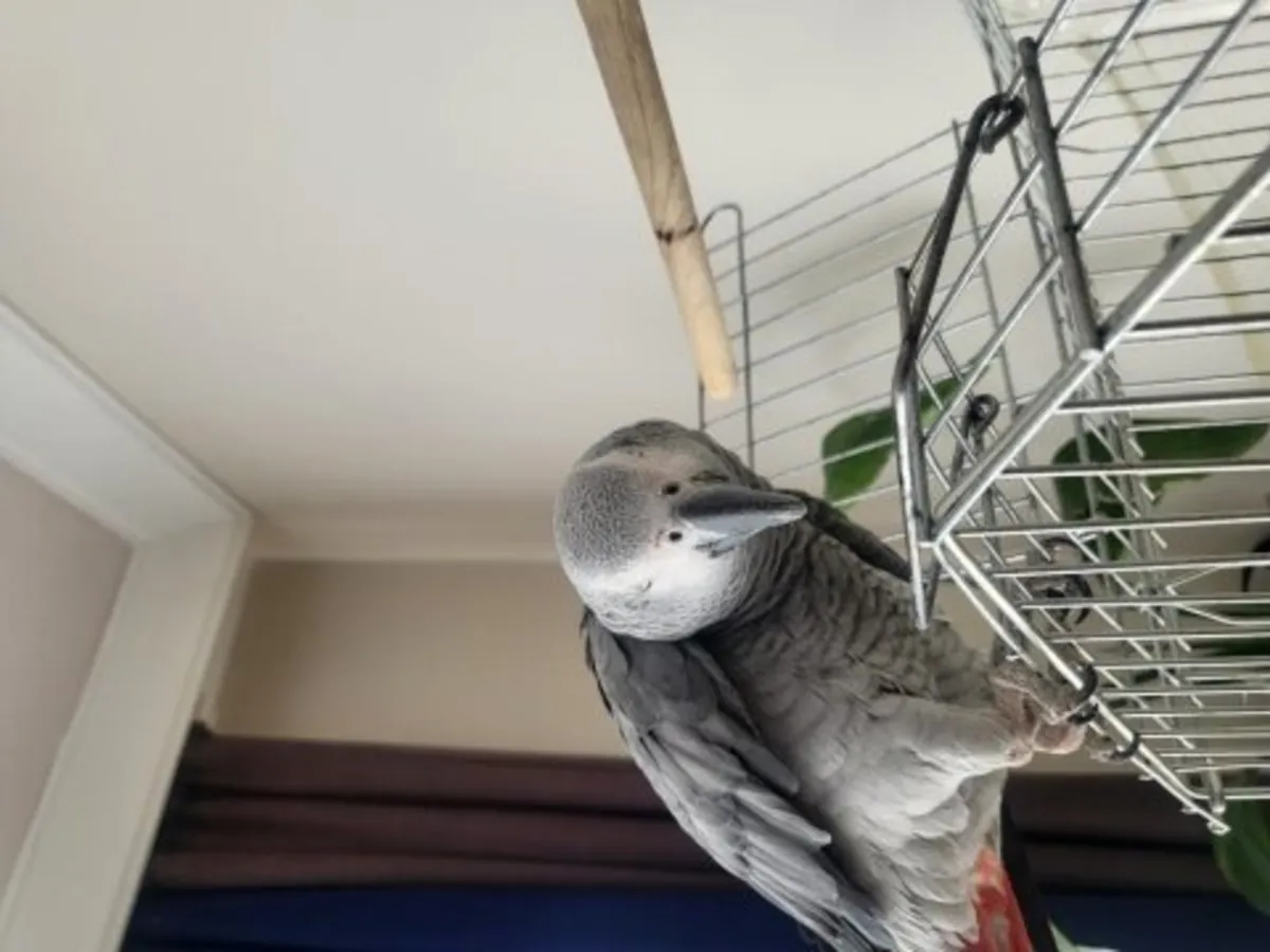 Un perroquet gris d'Afrique, doux et intelligent, cherche un nouveau propriétaire.