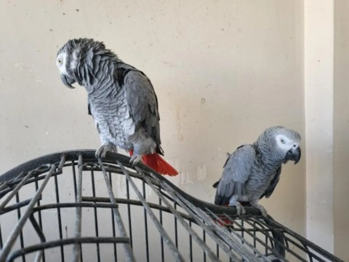 Un perroquet gris d'Afrique, doux et intelligent, cherche un nouveau propriétaire.