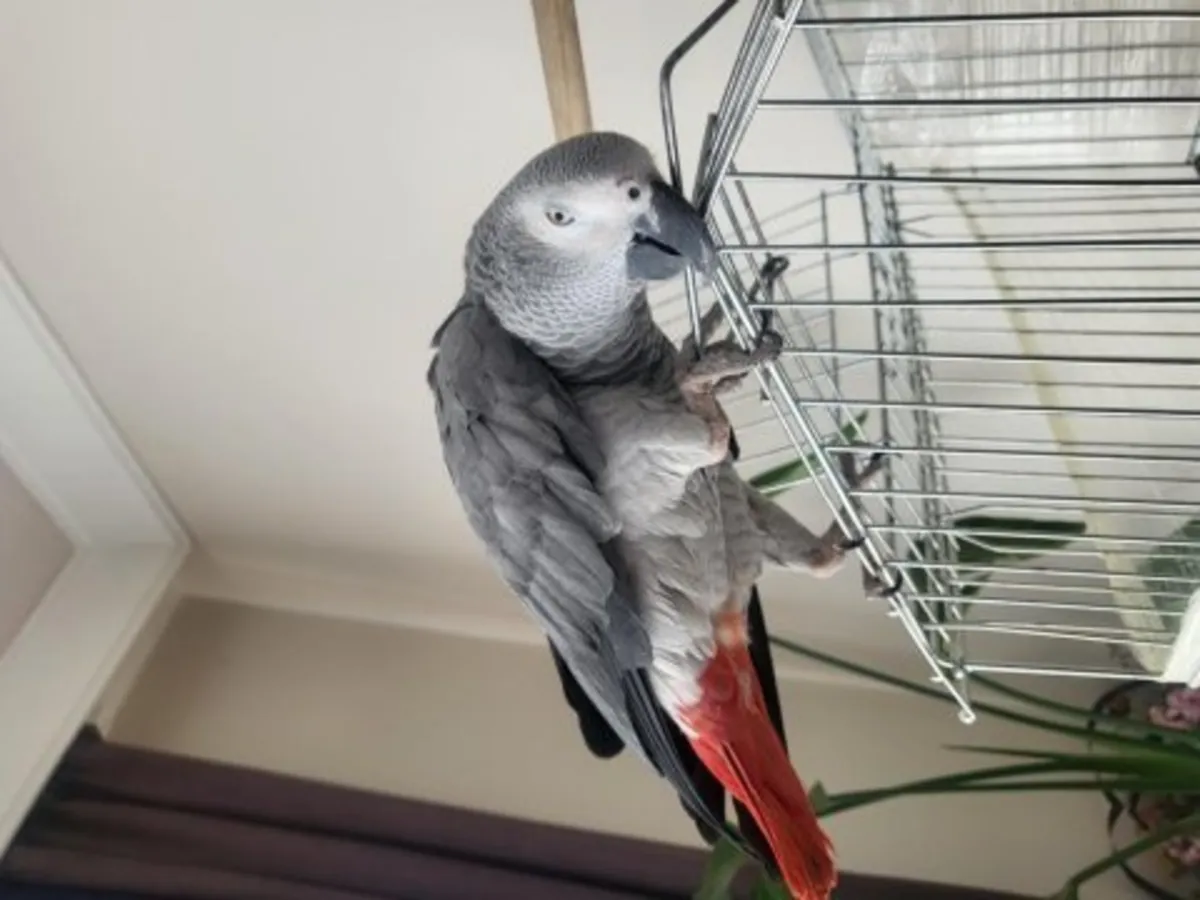 Un perroquet gris d'Afrique, doux et intelligent, cherche un nouveau propriétaire.
