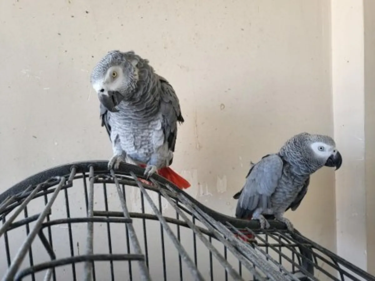 Un perroquet gris d'Afrique, doux et intelligent, cherche un nouveau propriétaire.