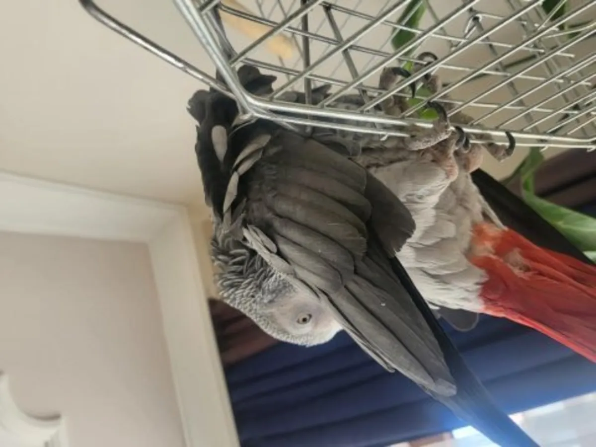 Un perroquet gris d'Afrique, doux et intelligent, cherche un nouveau propriétaire.