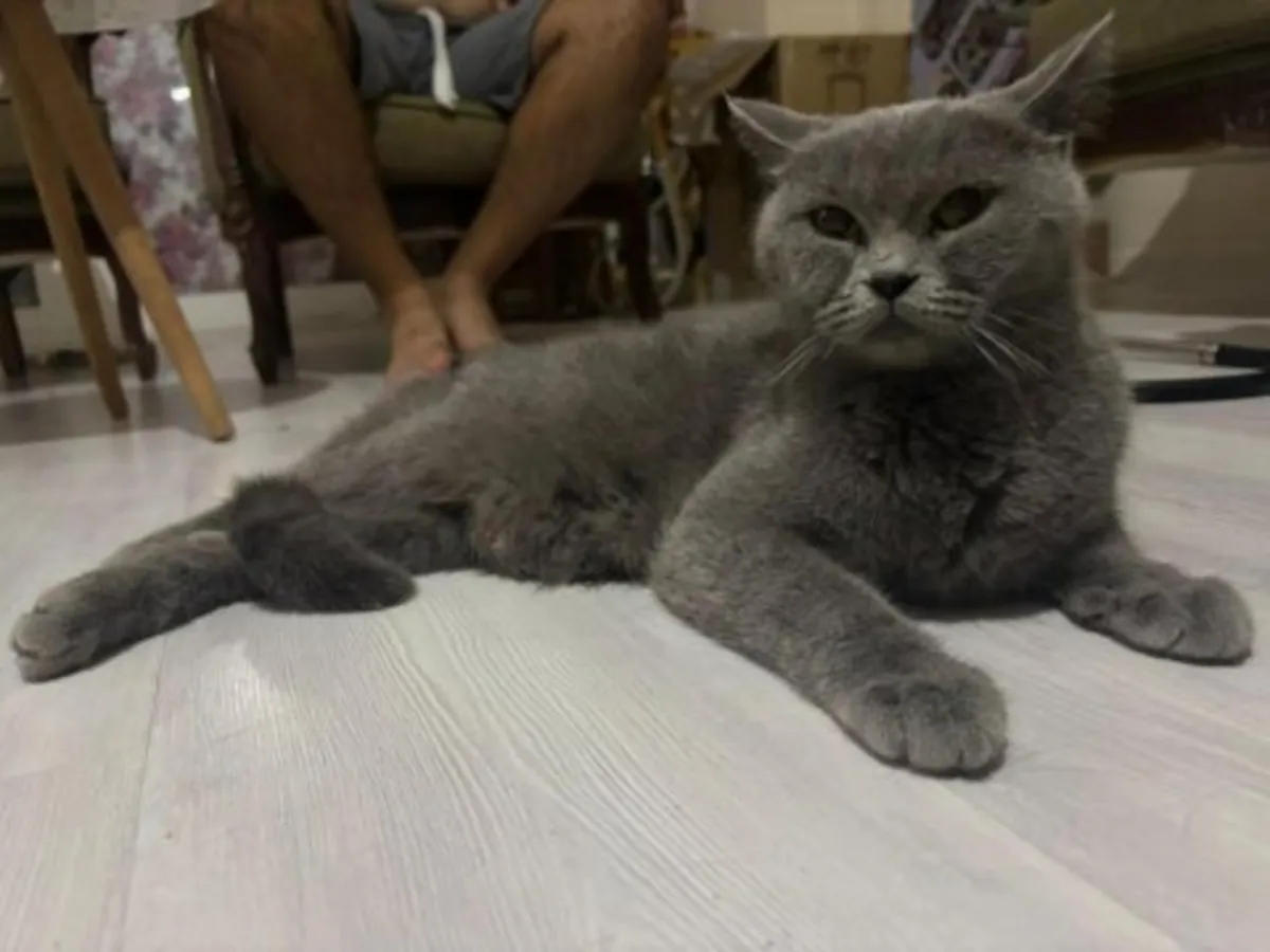 A gentle British Shorthair cat is looking for a stable home.