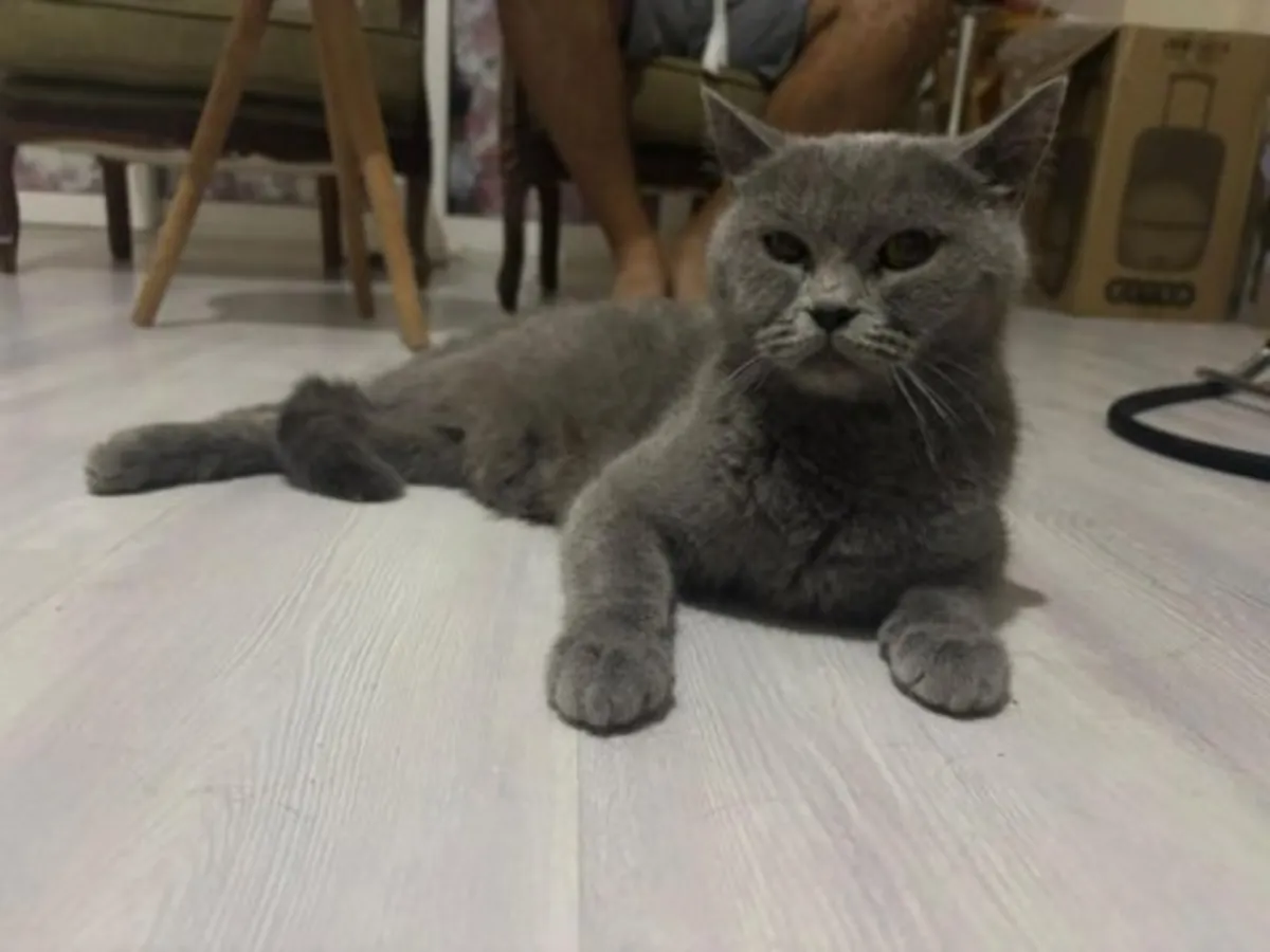A gentle British Shorthair cat is looking for a stable home.