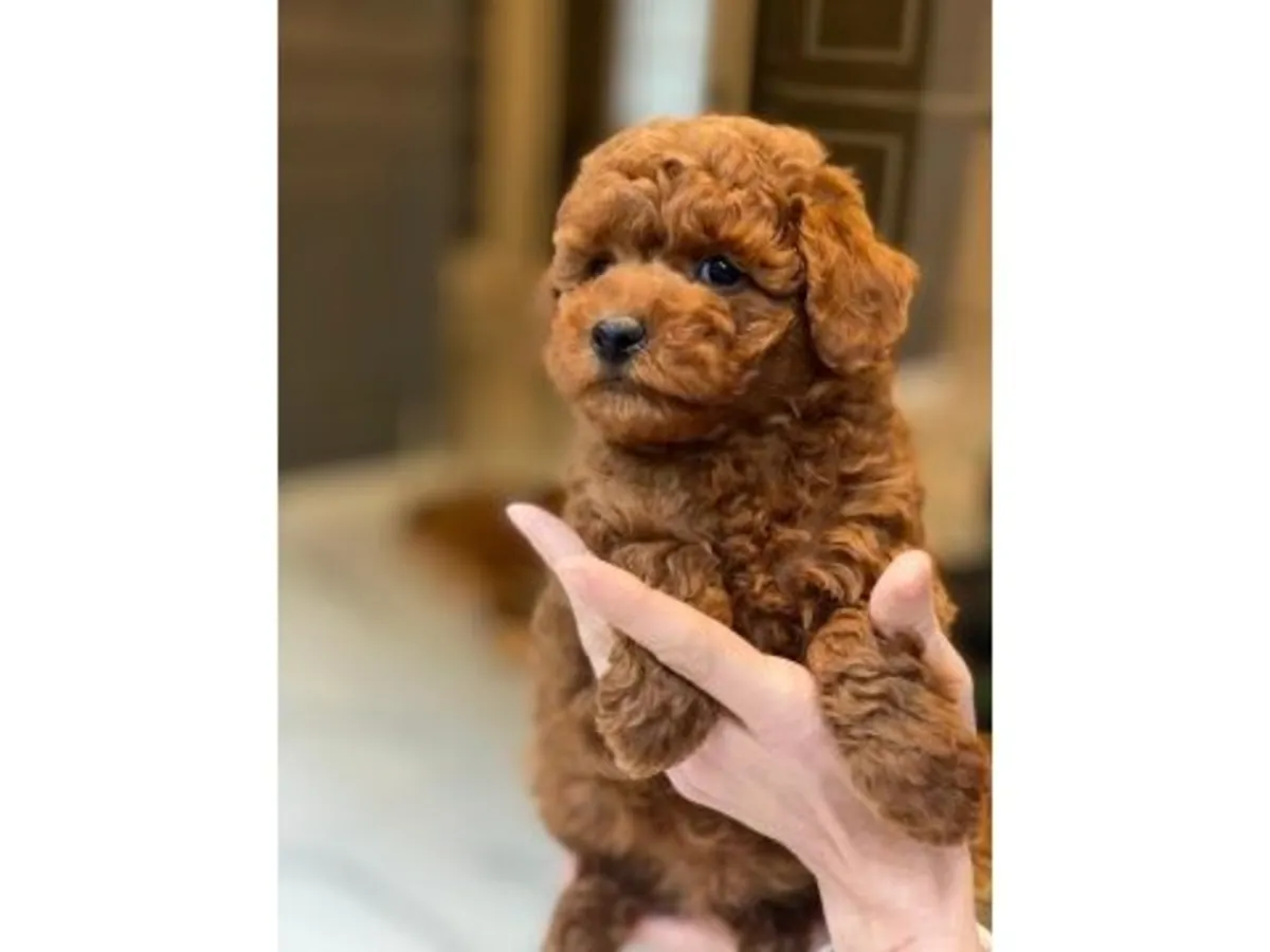 Продается умный щенок коричневого пуделя.