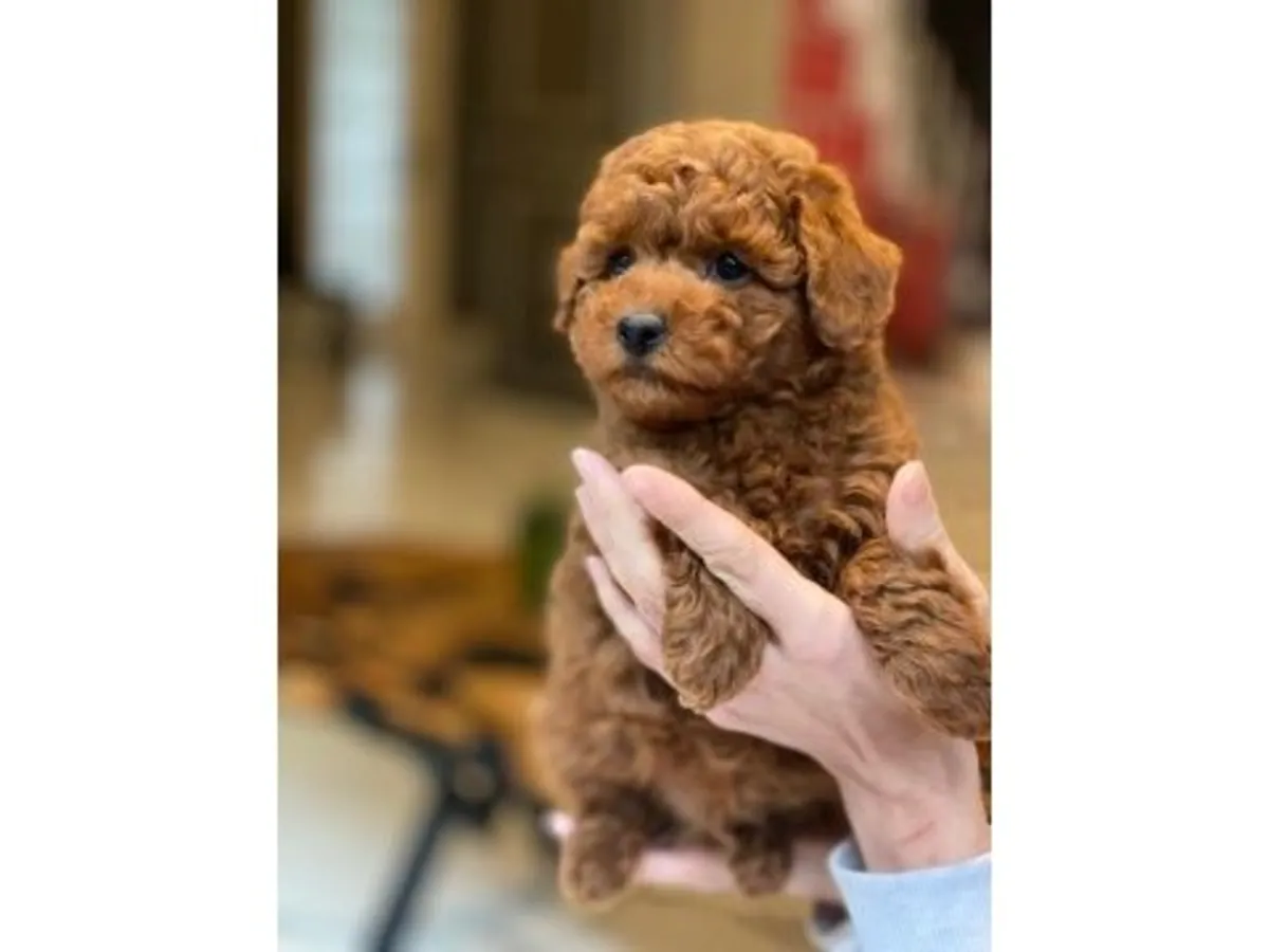 Продается умный щенок коричневого пуделя.