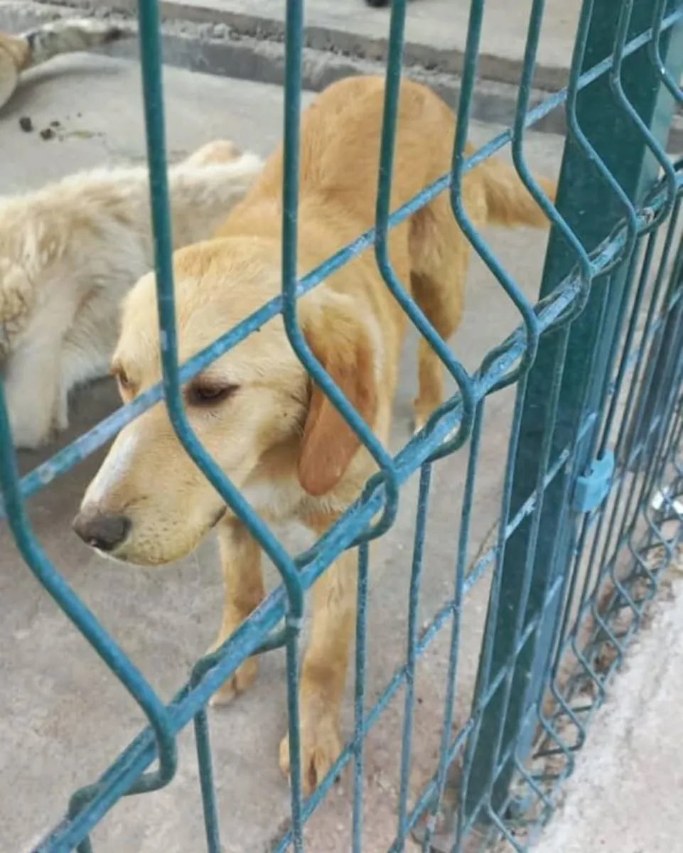 A gentle and friendly Golden Retriever is looking for a new home.