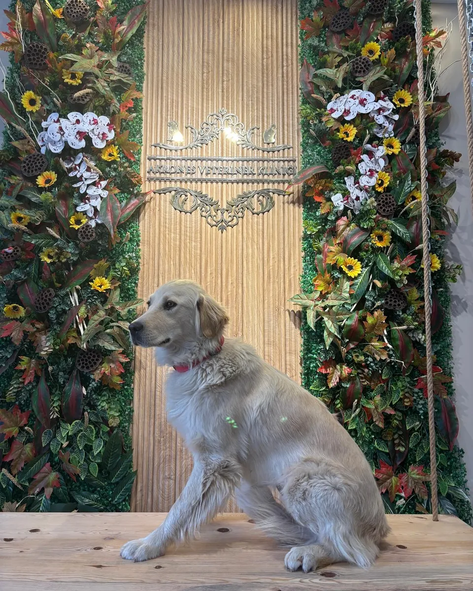 A gentle and friendly Golden Retriever is looking for a new home.