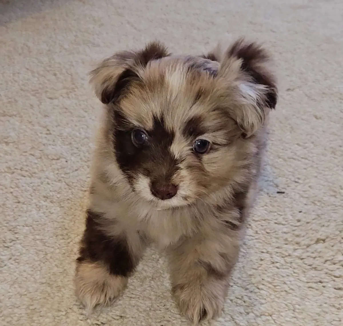 Chiots Biewer Terrier Disponibles