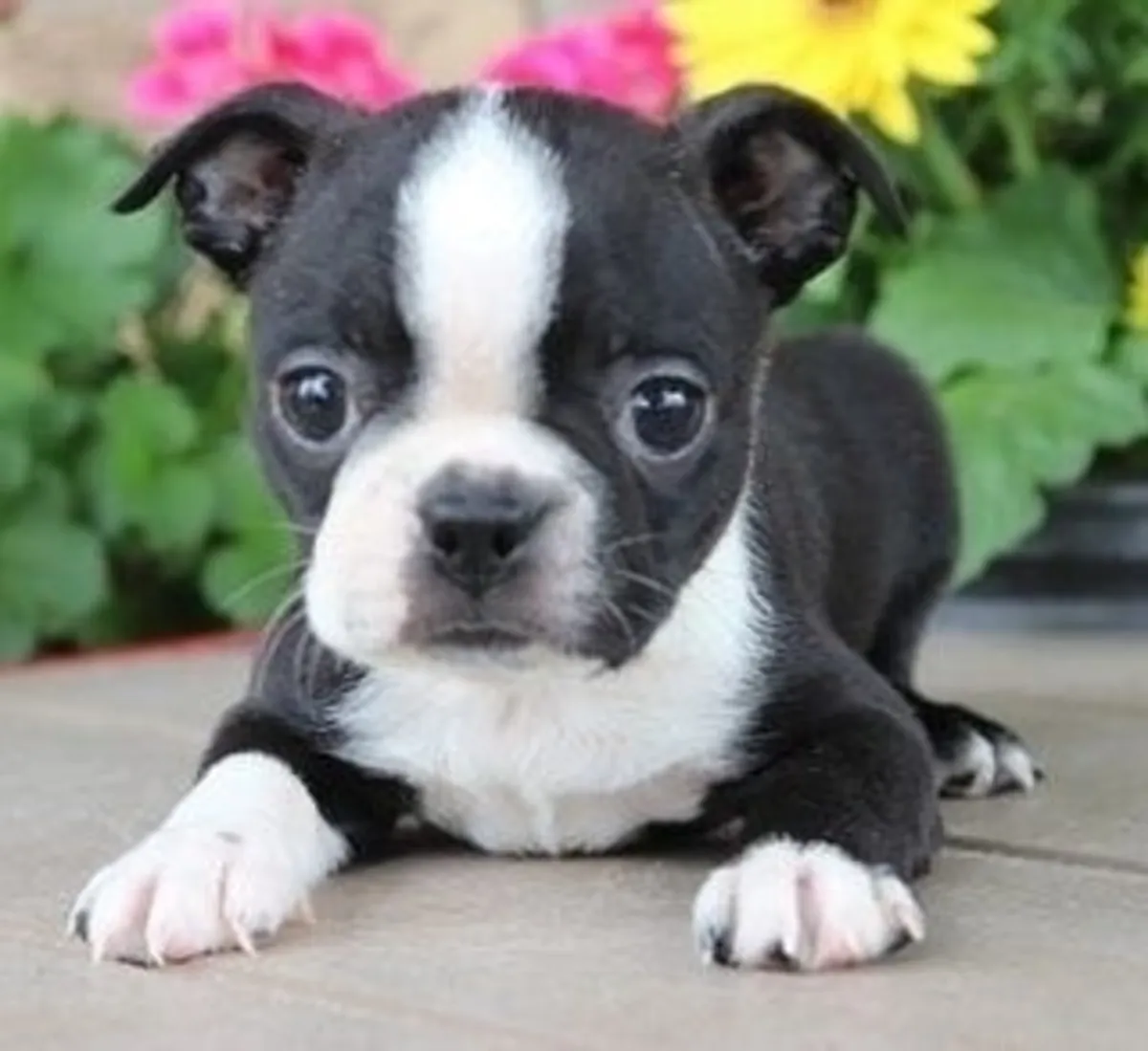 Purebred Boxer Puppies