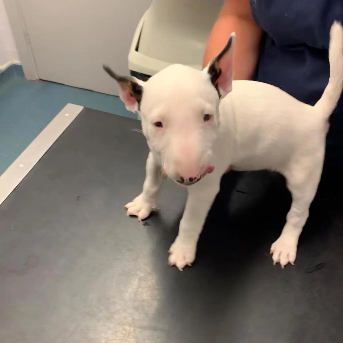 Cachorros Bull Terrier