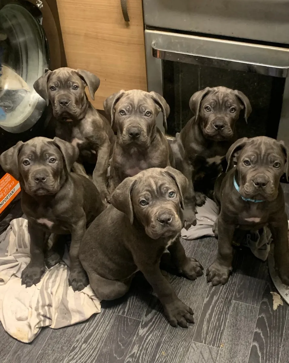 Cane Corso Puppies Available