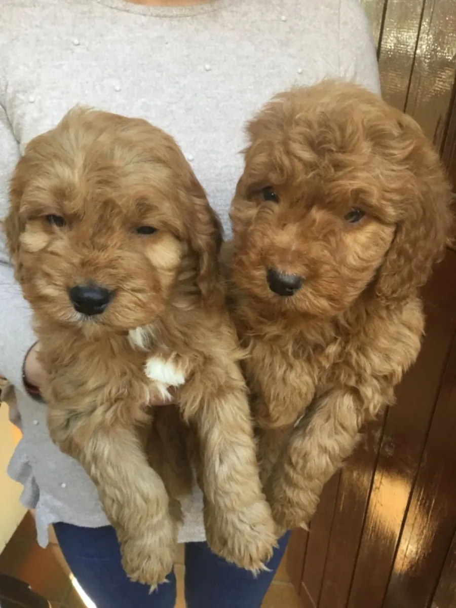 Adorables Cachorros Cavapoo