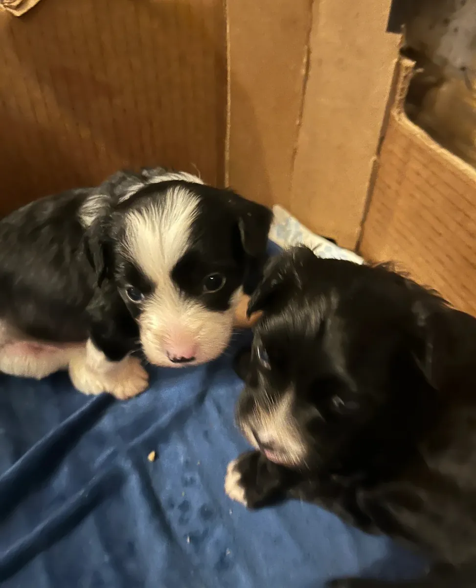 Chiots Chinese Crested
