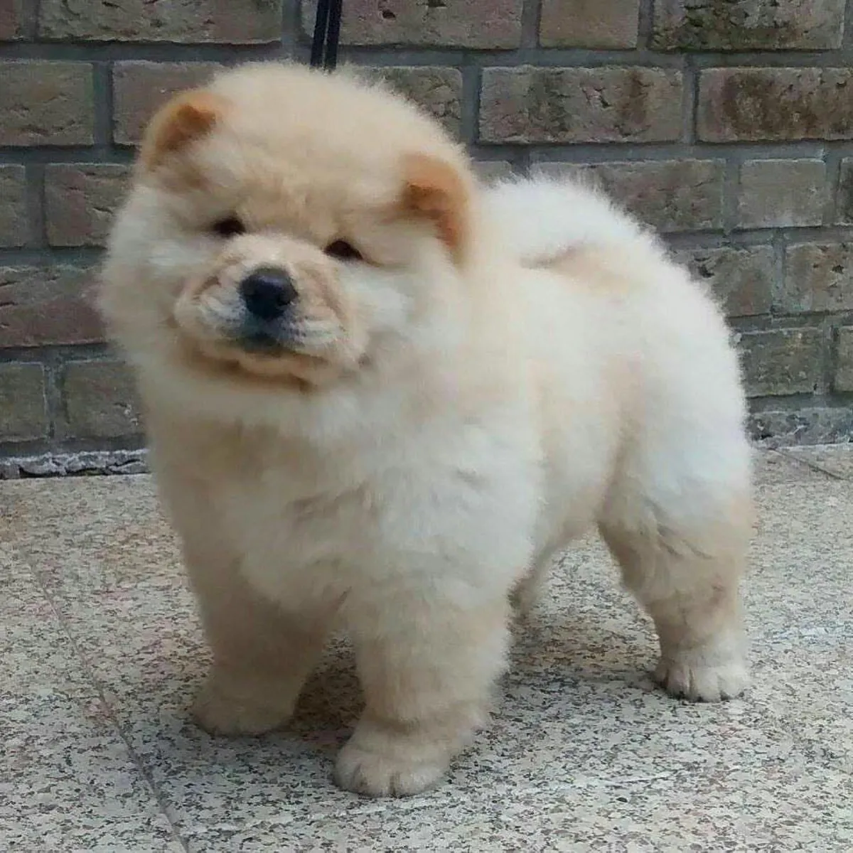 Hermosos Cachorros Chow Chow