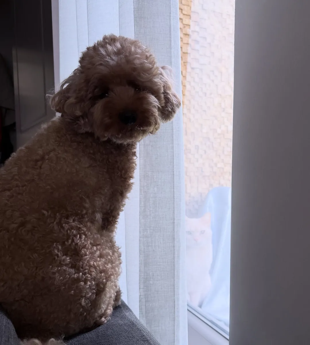 Добрый коричневый пудель ищет спокойную семью