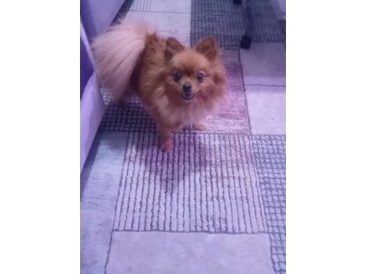 Оранжевый померанский шпиц с очень мягким характером