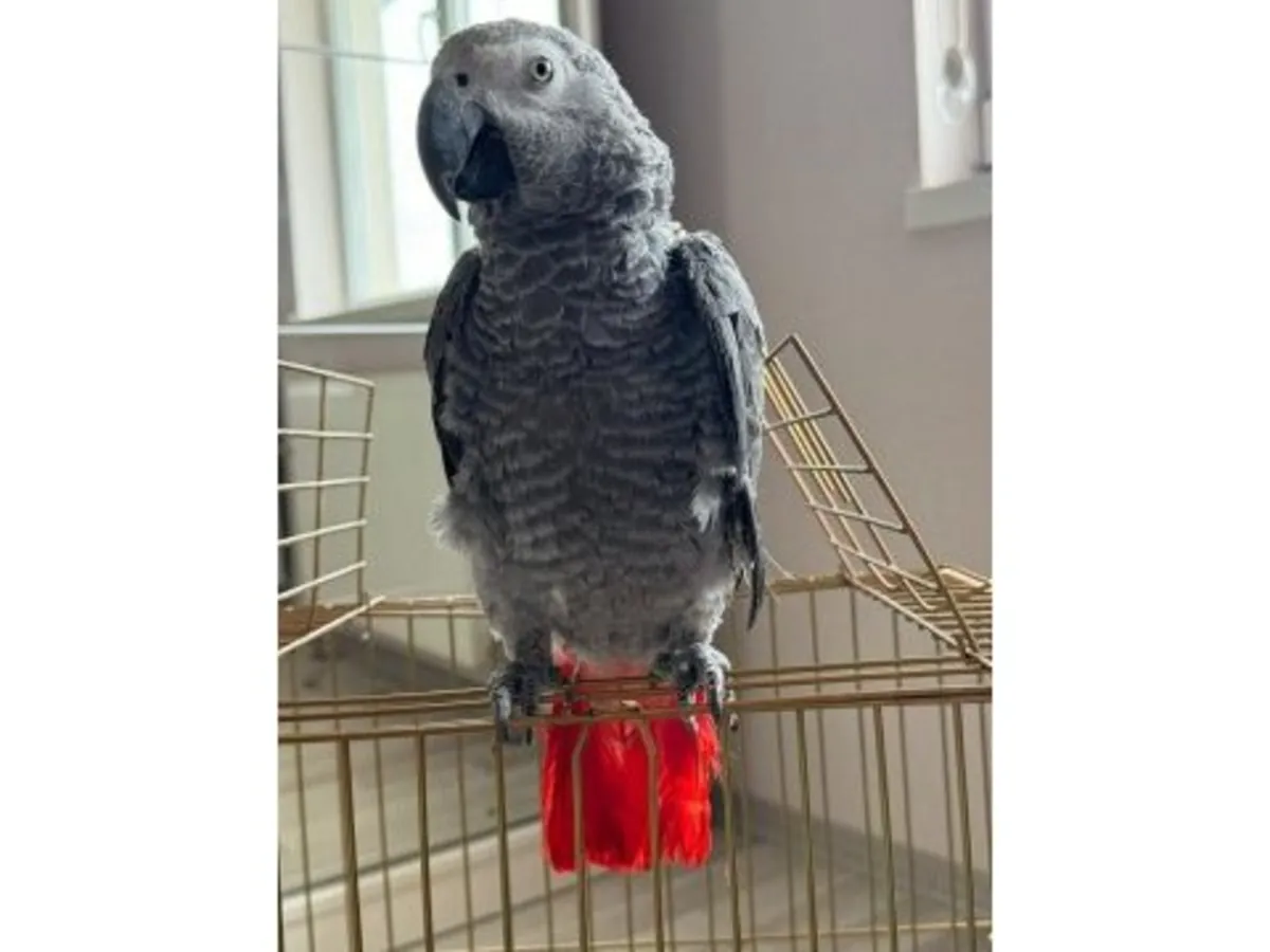 Жако, который любит слушать разговоры людей