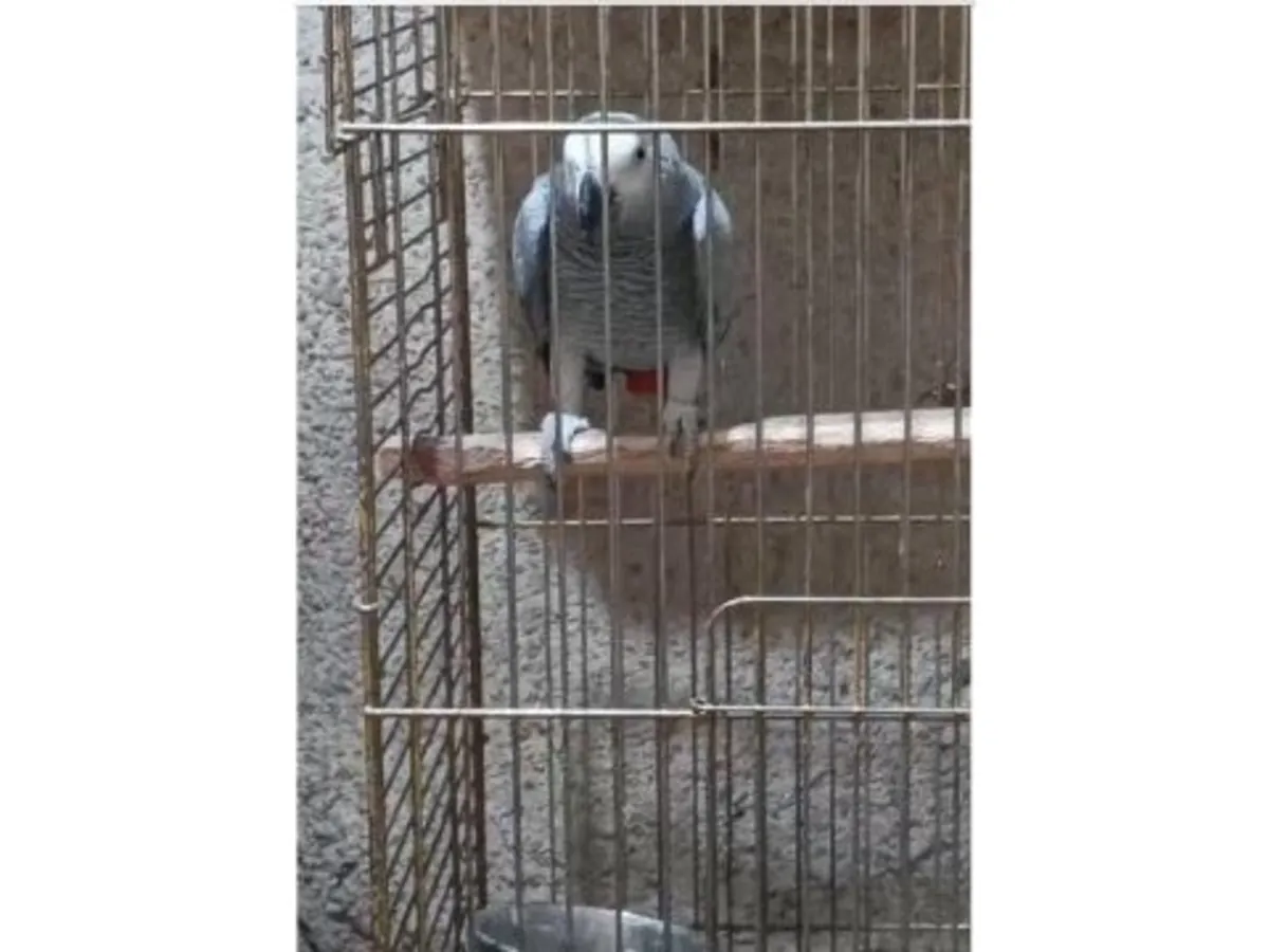 Жако, который любит слушать разговоры людей