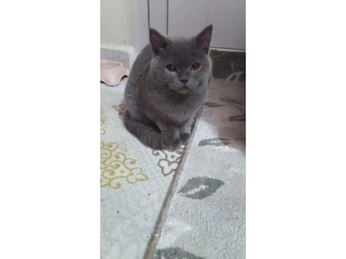 Крупный британский кот спокойного характера