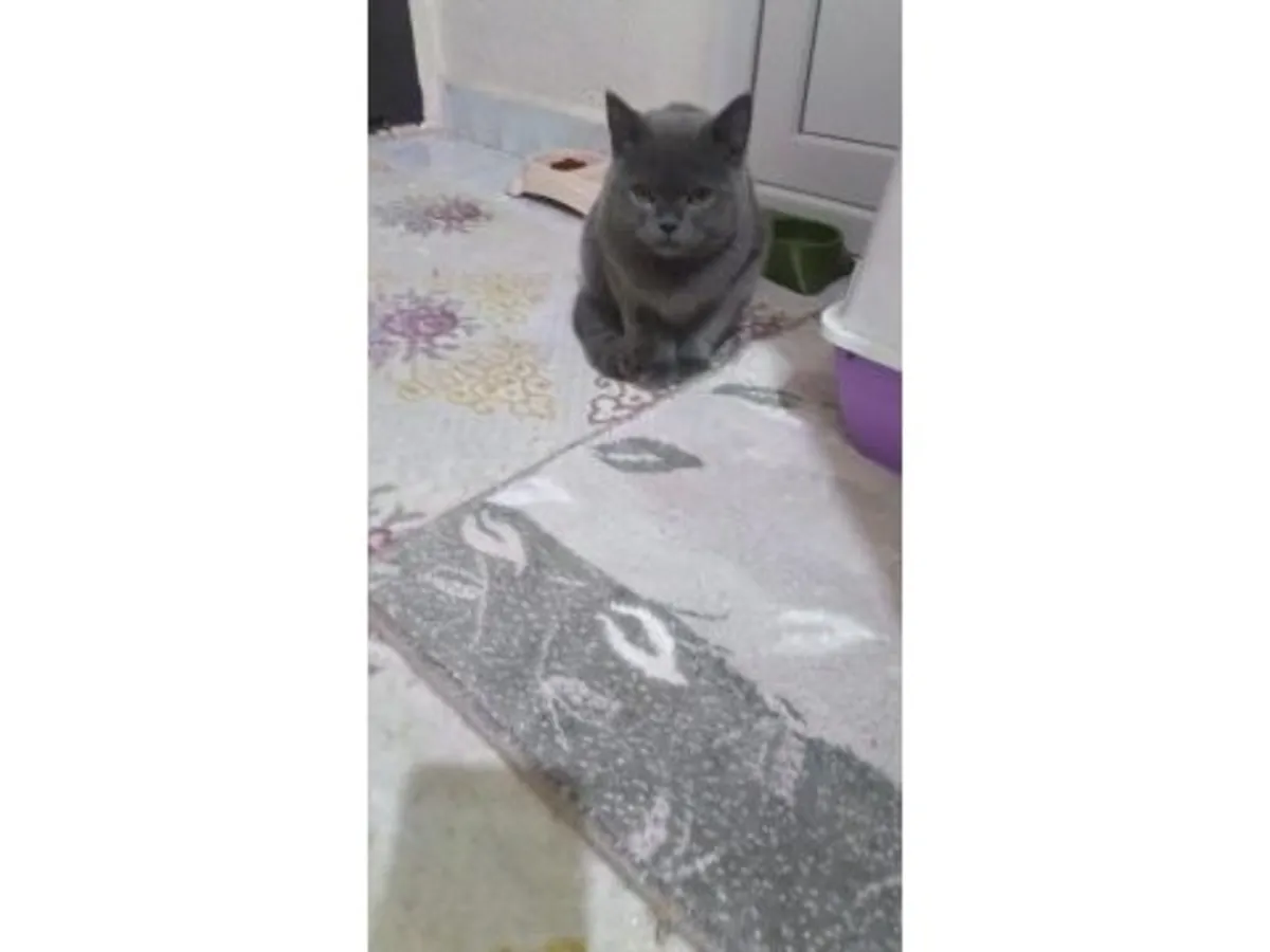 Крупный британский кот спокойного характера