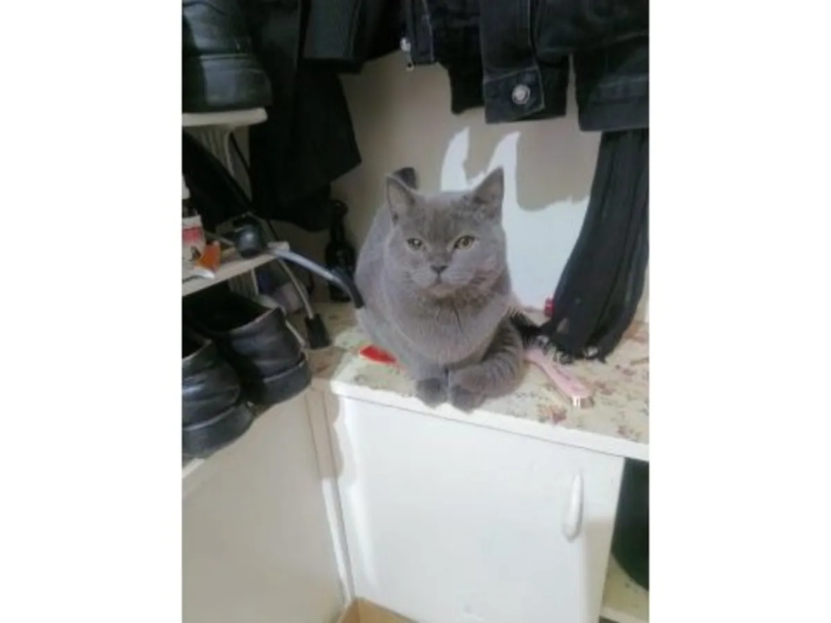 Крупный британский кот спокойного характера