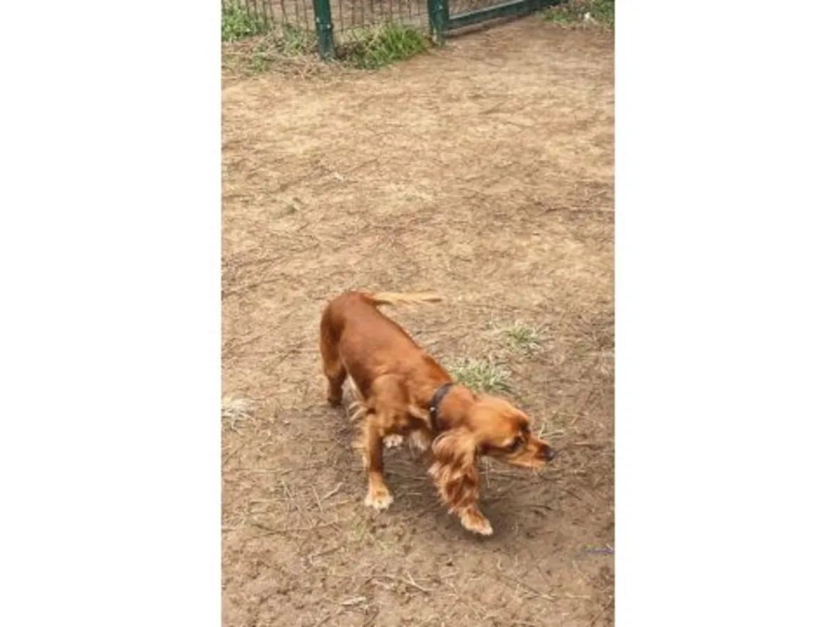 Очень дружелюбный кокер-спаниель ищет новый дом