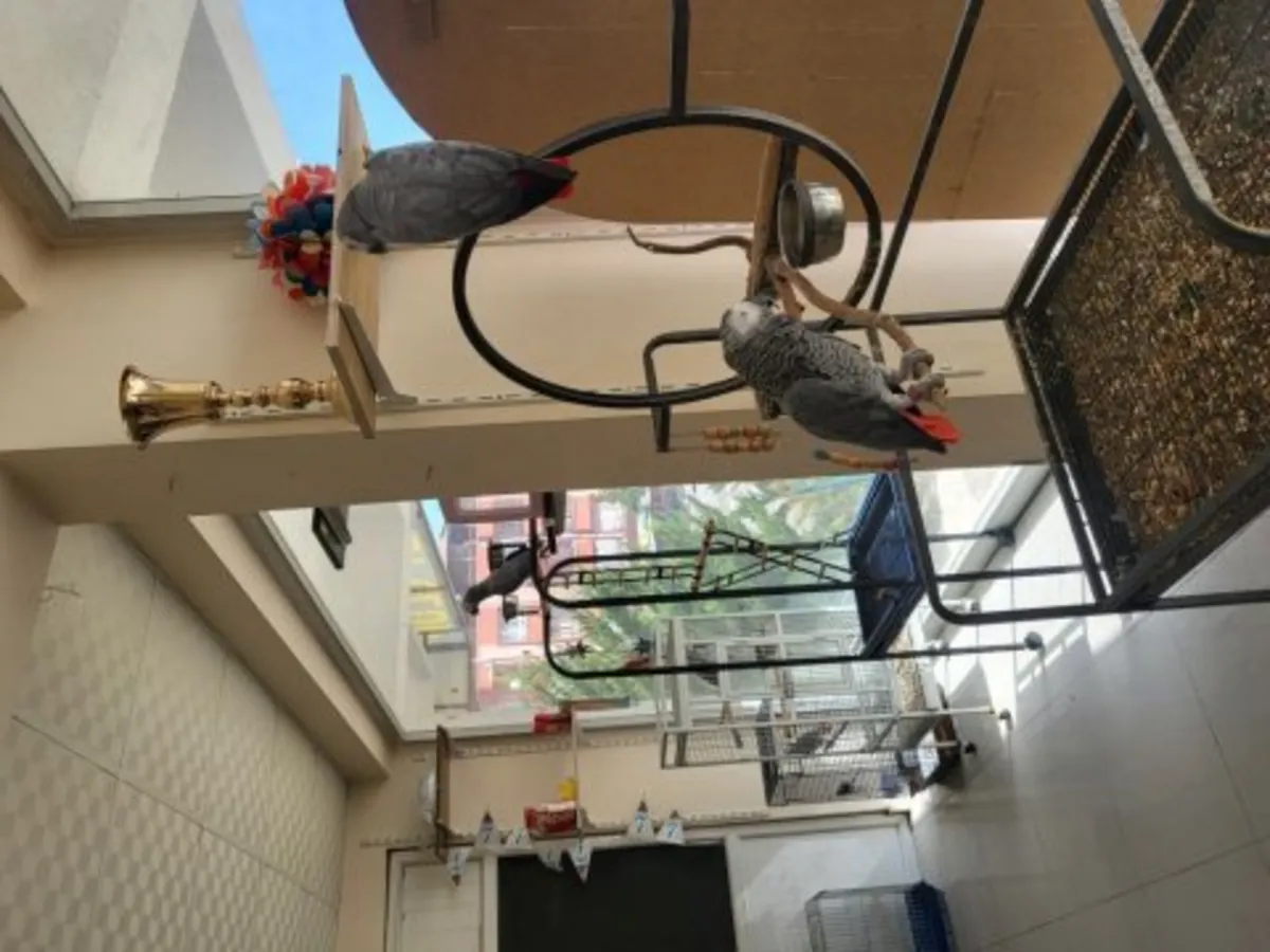 African Grey Parrots, known for their quiet companionship, are looking for new homes.