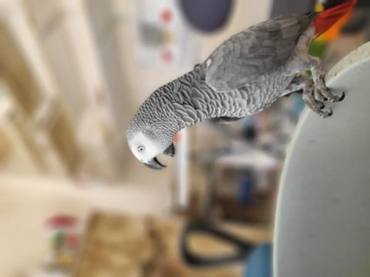 African Grey Parrots, known for their quiet companionship, are looking for new homes.