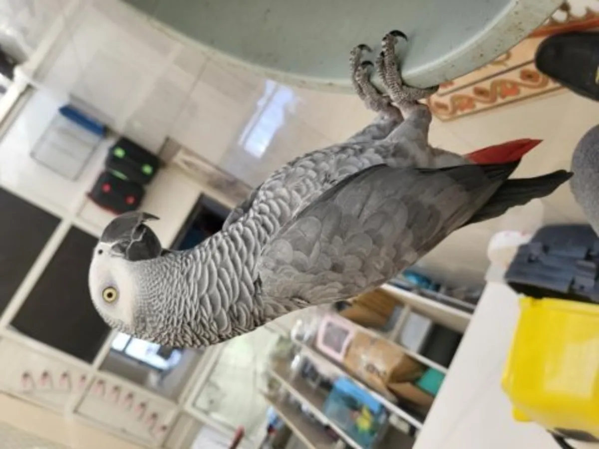 African Grey Parrots, known for their quiet companionship, are looking for new homes.