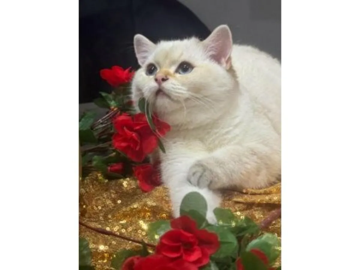 Round-bodied British Shorthair cat for sale