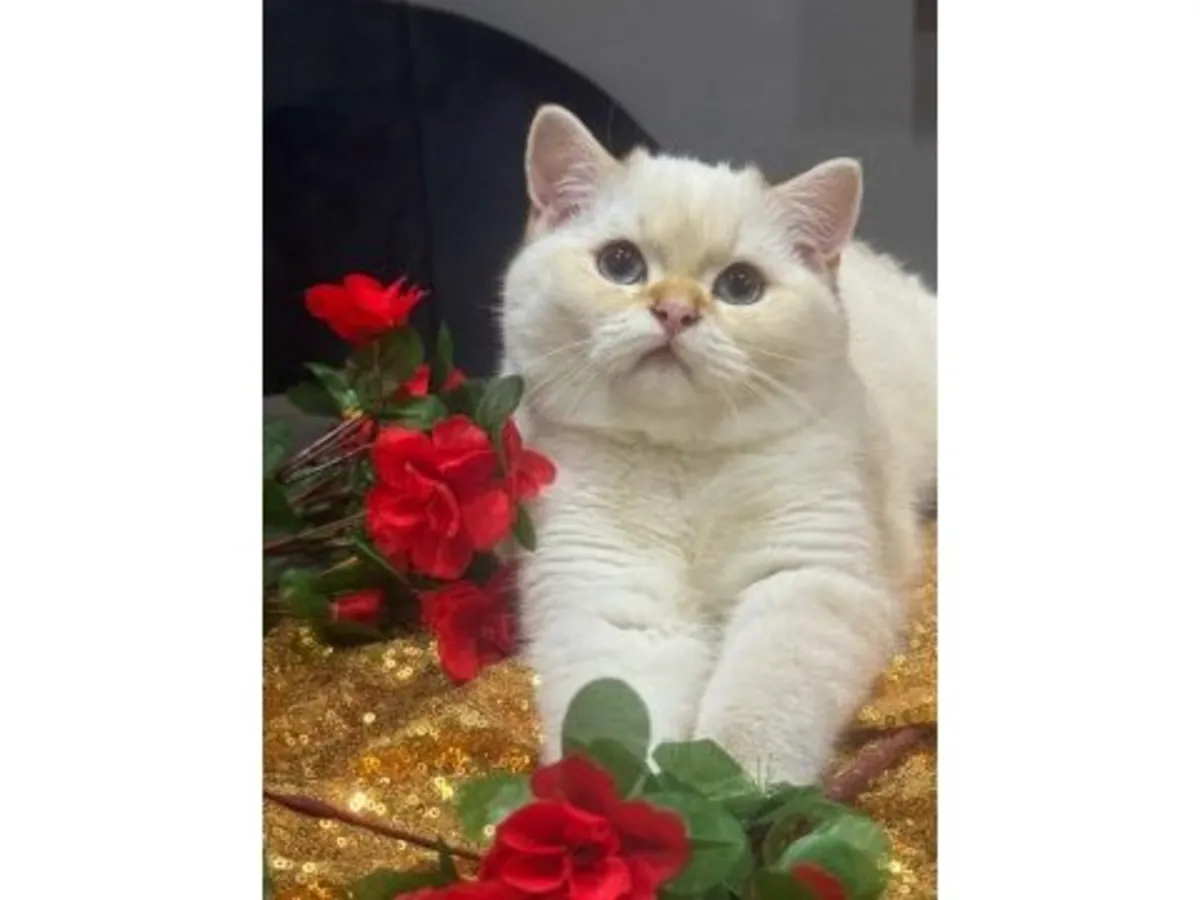 Round-bodied British Shorthair cat for sale