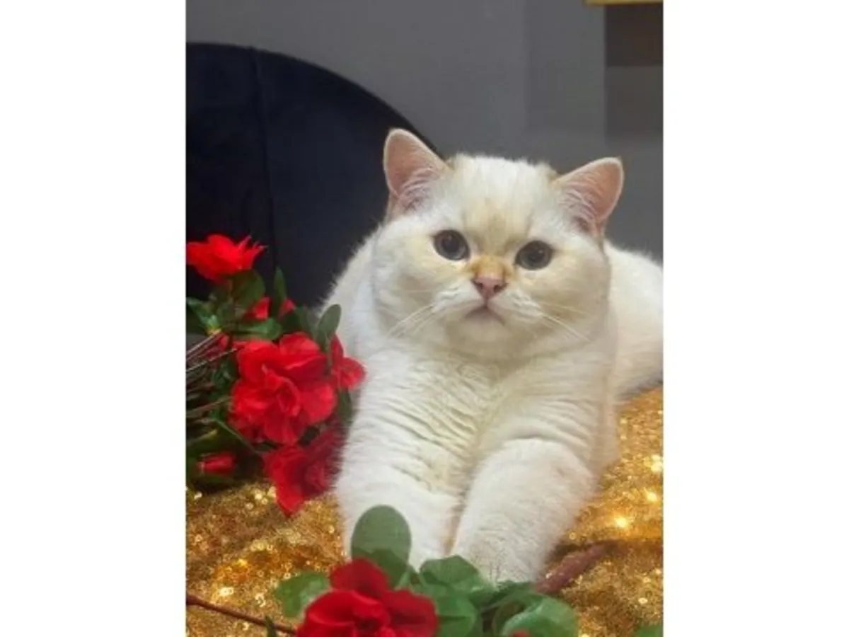 Round-bodied British Shorthair cat for sale