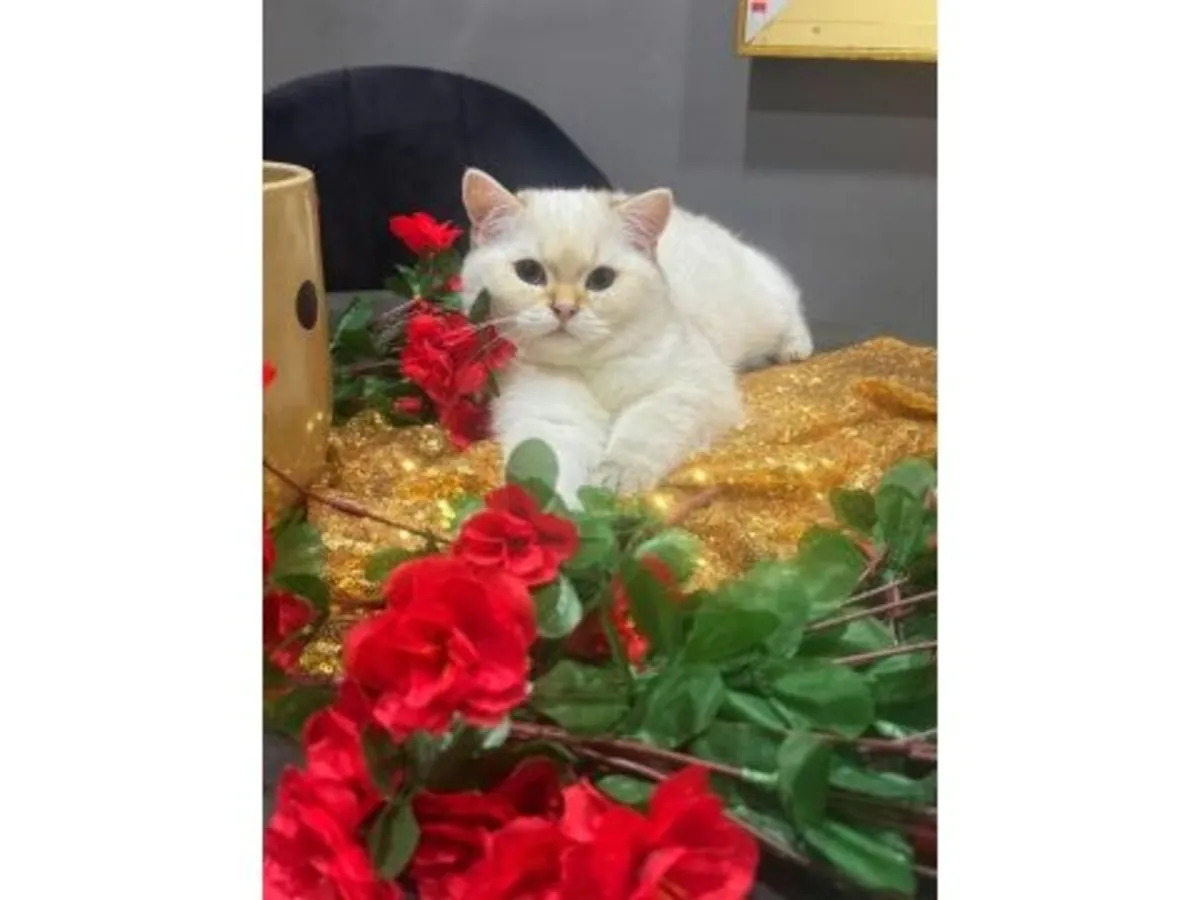 Round-bodied British Shorthair cat for sale