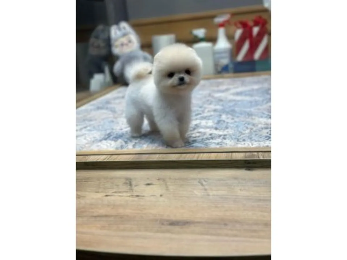 Small white Pomeranian looking for a new owner