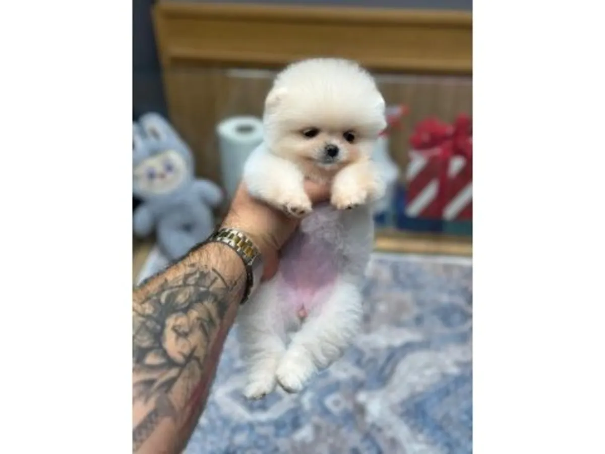 Small white Pomeranian looking for a new owner