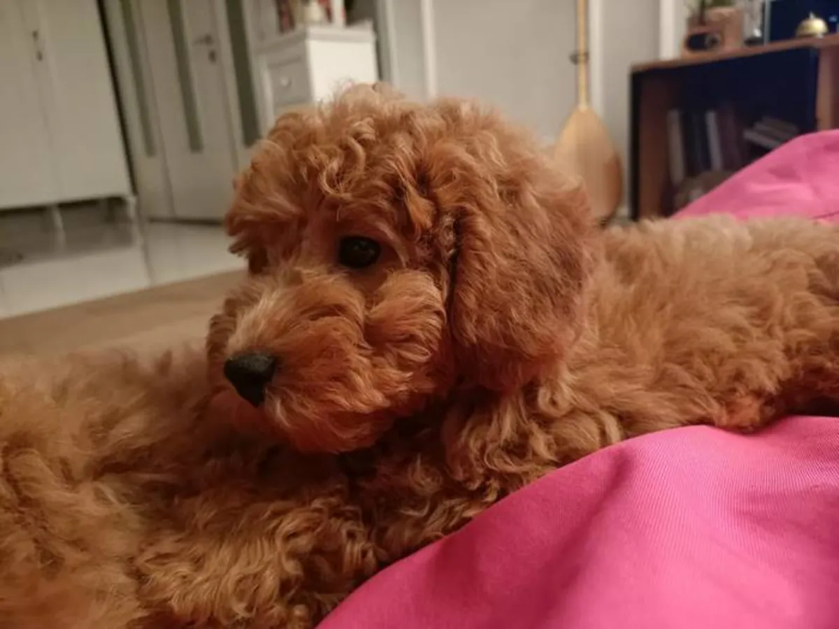 Умный коричневый пудель ищет новый дом.