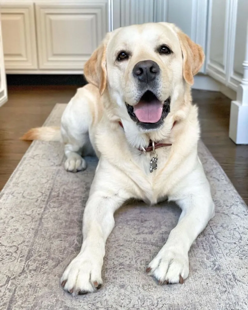 Gentle and friendly Labrador seeks new family