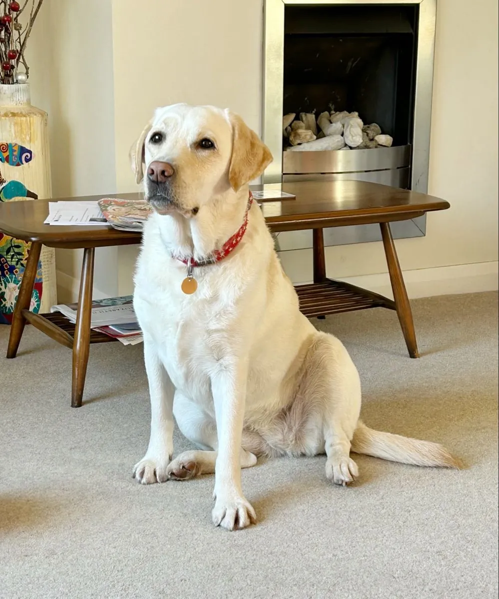 Gentle and friendly Labrador seeks new family