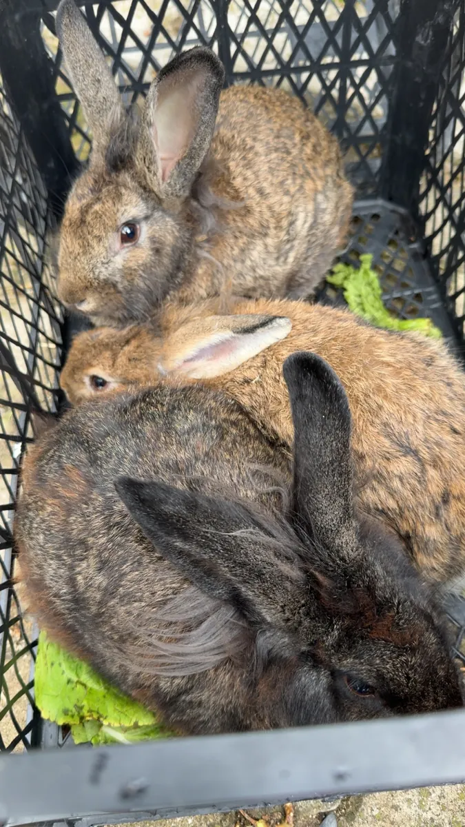 Voy a regalar mi conejo león macho y conejo local